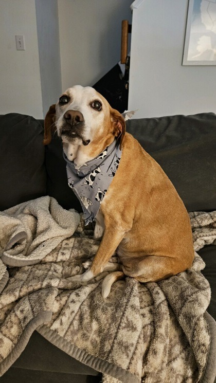 Enlarge Humphrey, a Adoptable mixed breed in Severn, MD image 2/6