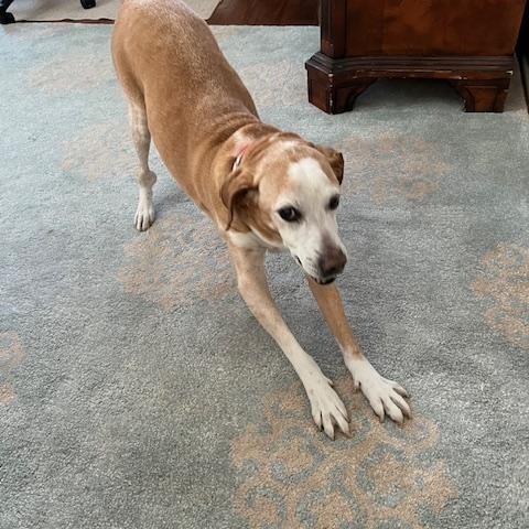 Enlarge Humphrey, a Adoptable mixed breed in Severn, MD image 6/6