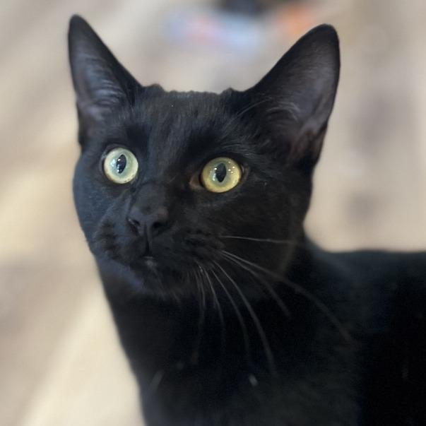 Darth Tater, a Adoptable Domestic Short Hair in Simpsonville, SC image 1/6