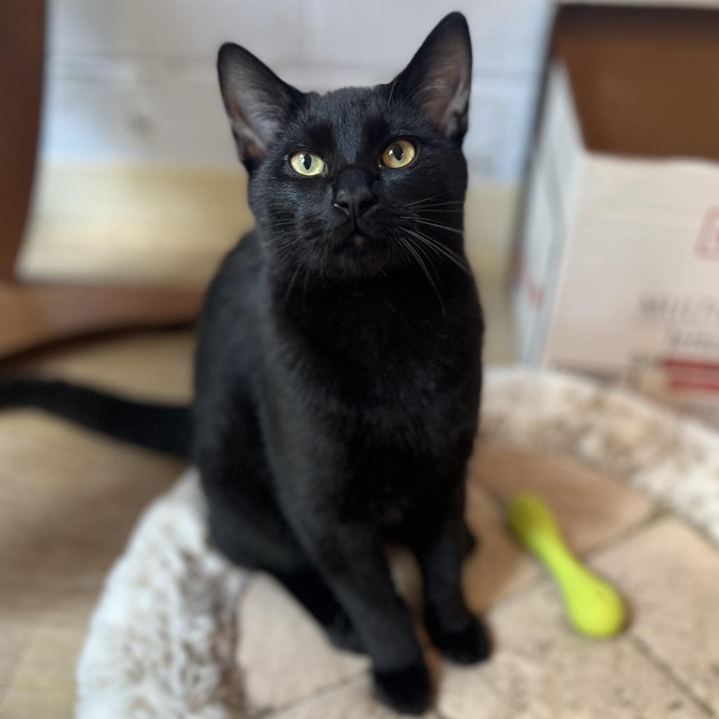 Darth Tater, a Adoptable Domestic Short Hair in Simpsonville, SC image 2/6