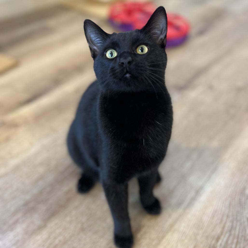 Darth Tater, a Adoptable Domestic Short Hair in Simpsonville, SC image 3/6