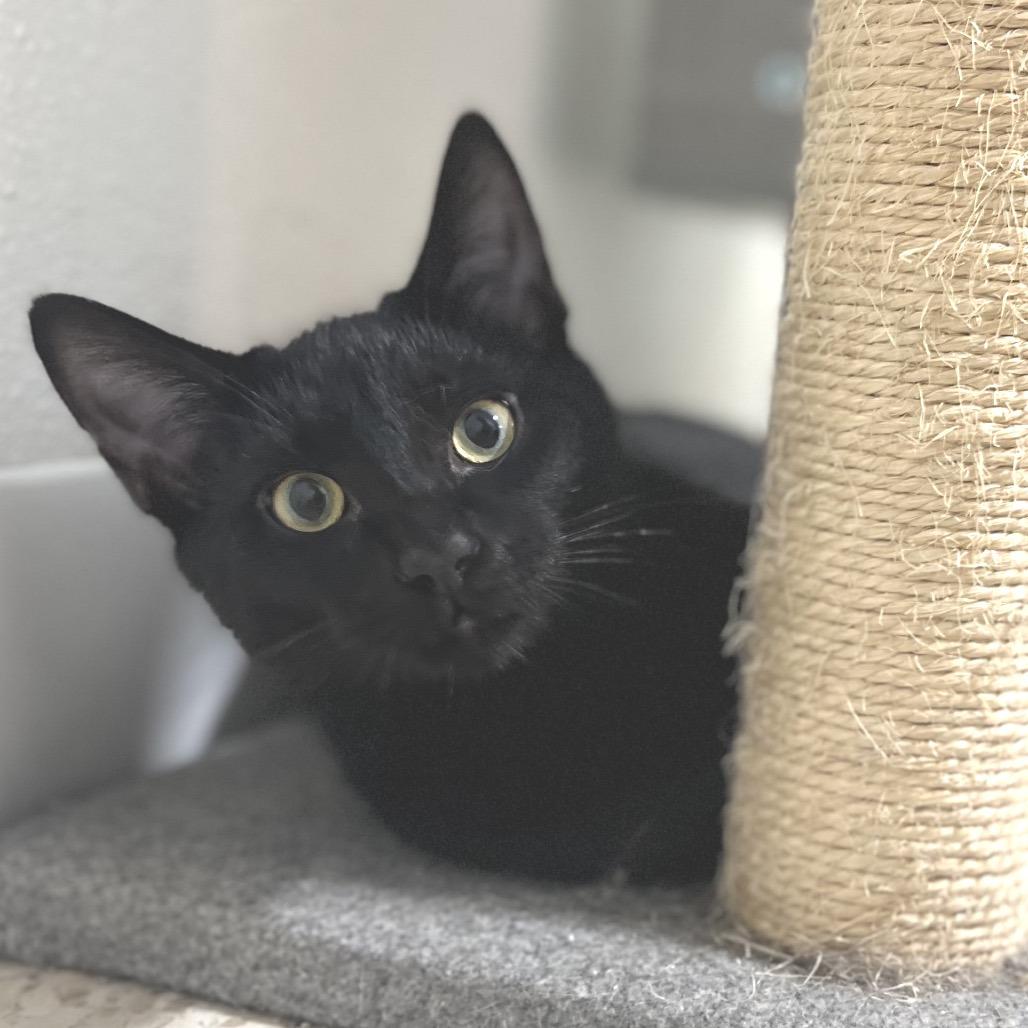 Darth Tater, a Adoptable Domestic Short Hair in Simpsonville, SC image 4/6