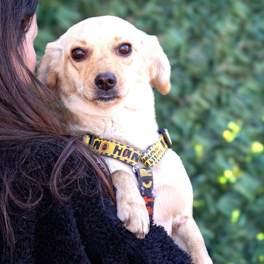 Naya, ADOPTABLE, Young Female Chihuahua & Terrier.