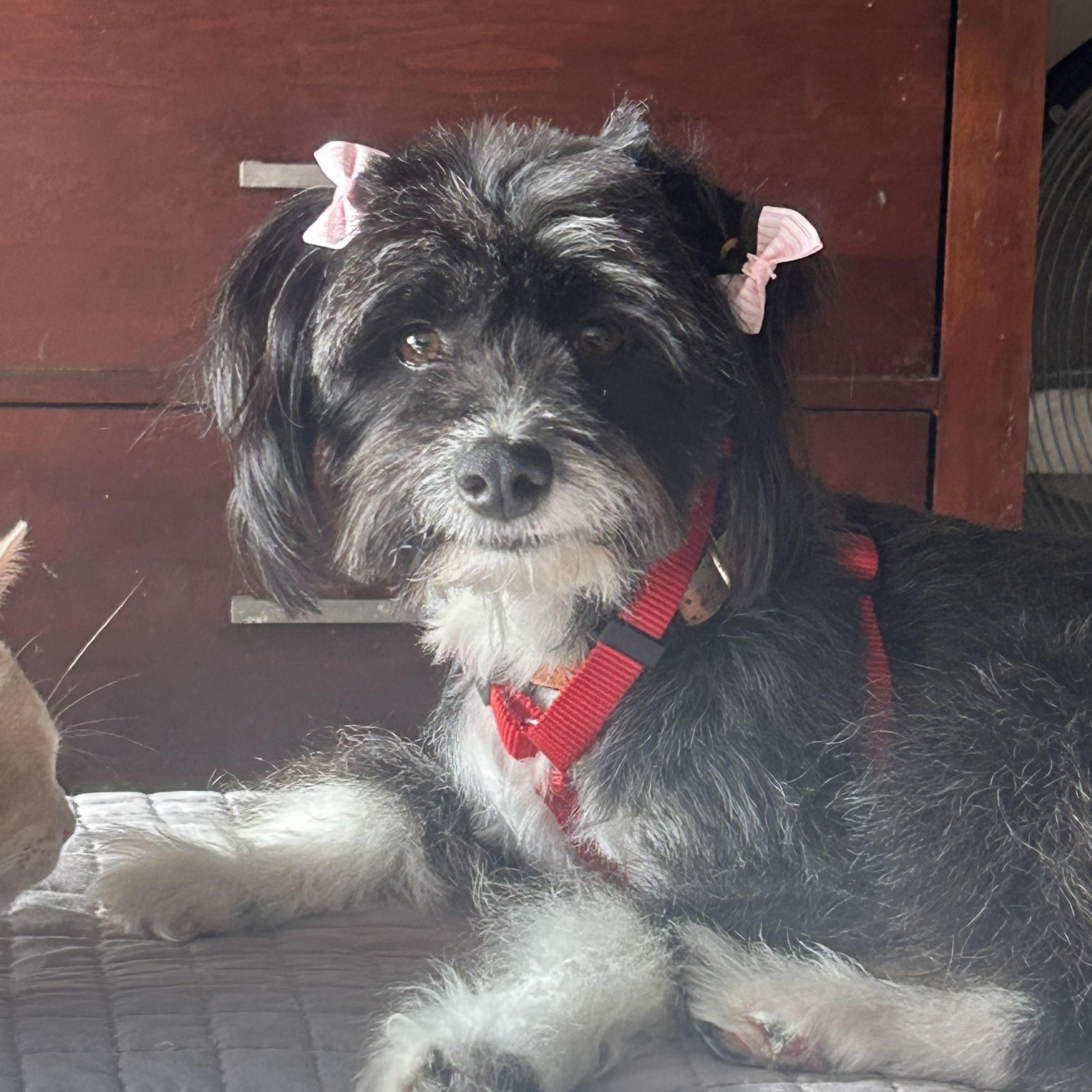 Mirta , a ADOPTABLE mixed breed in San Diego, CA image 2/5