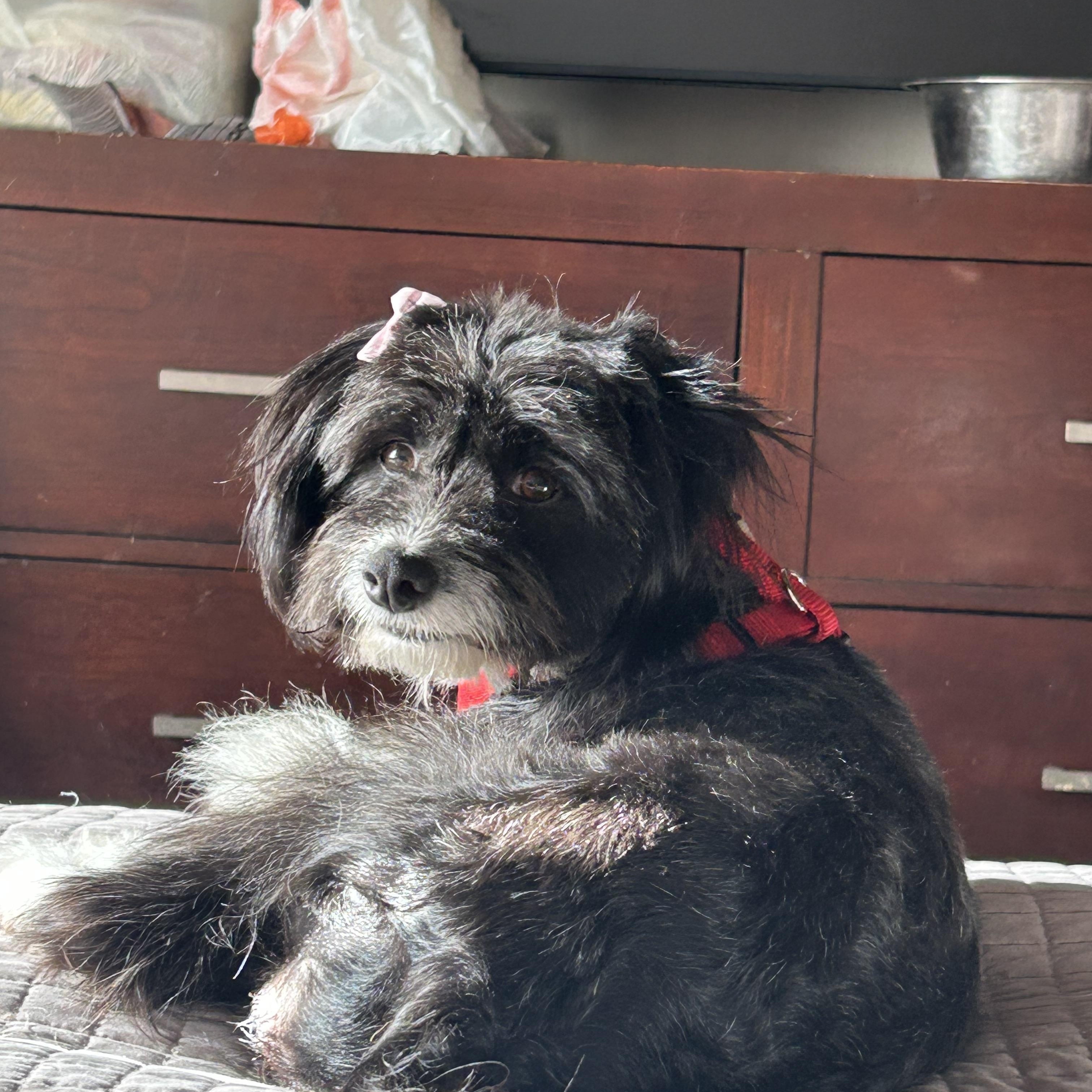Mirta , ADOPTABLE, Adult Female Havanese.