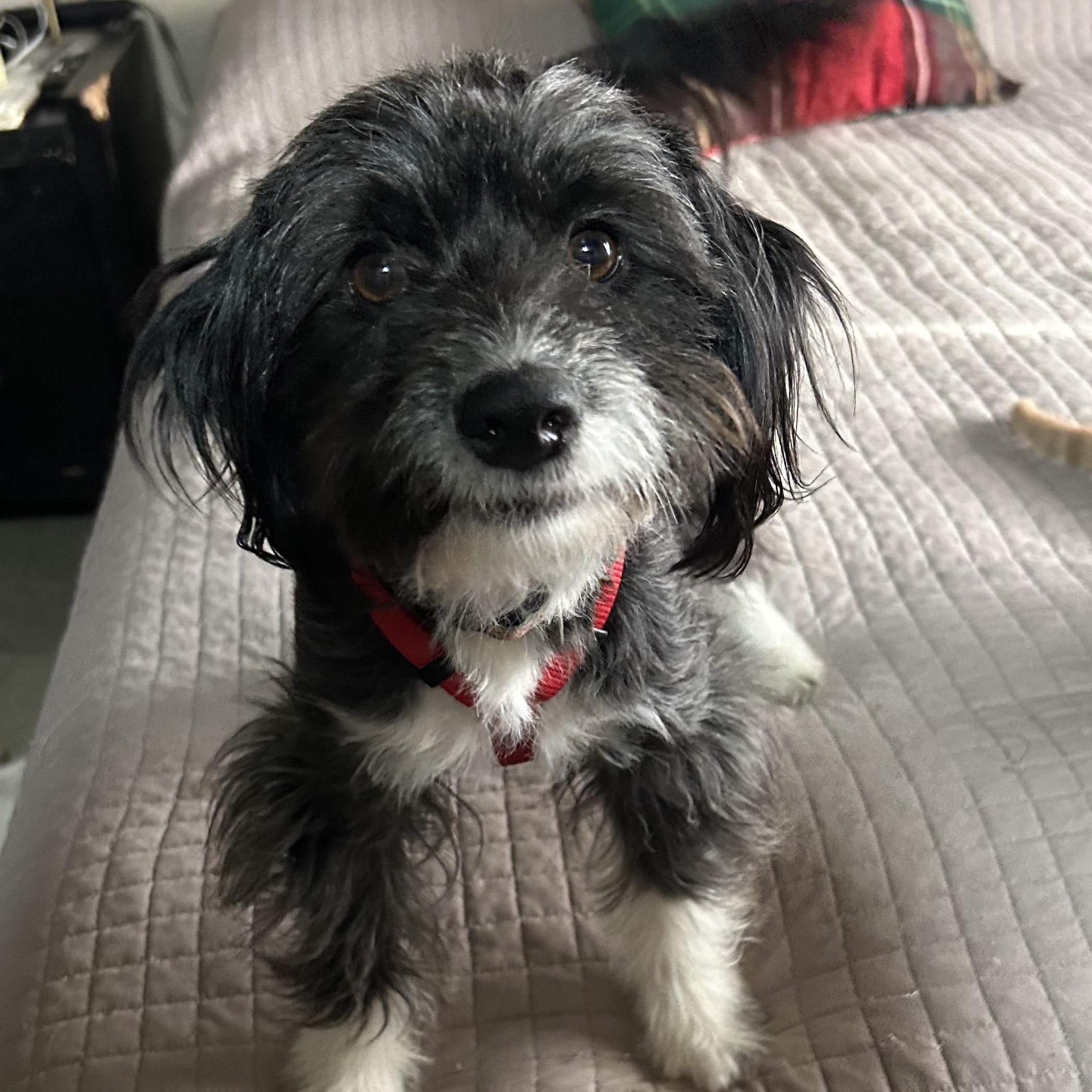 Mirta , a ADOPTABLE mixed breed in San Diego, CA image 4/5
