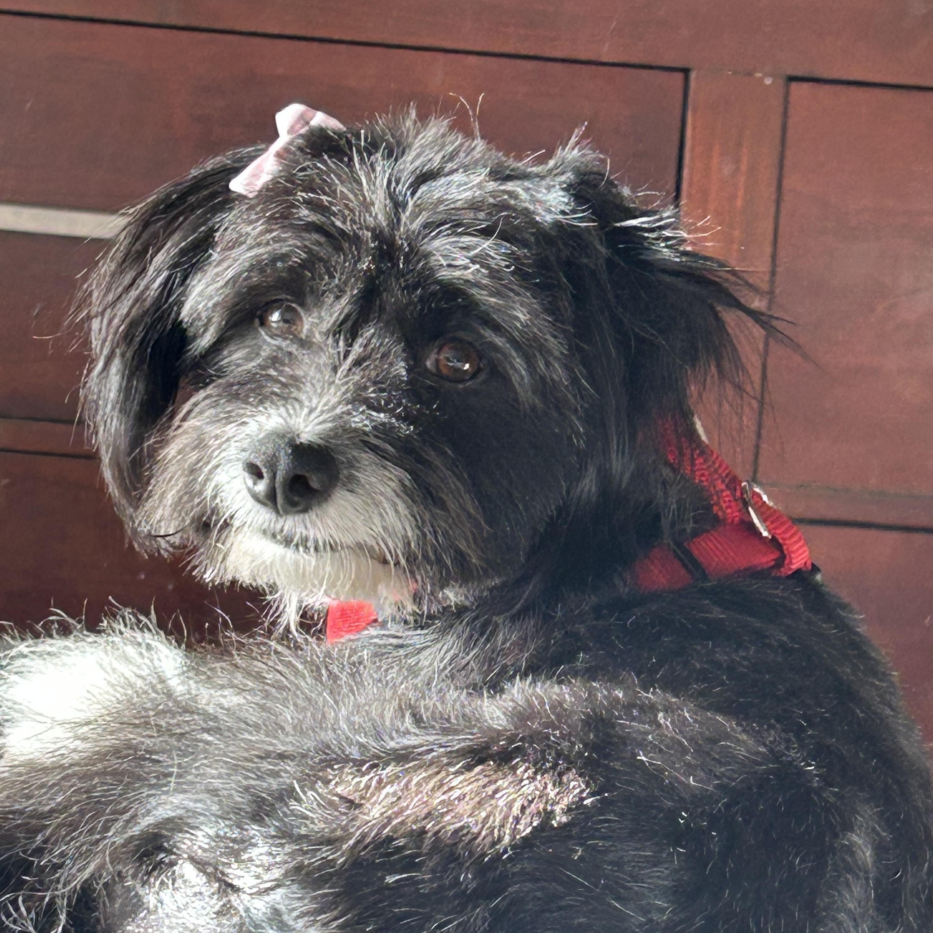 Mirta , a ADOPTABLE mixed breed in San Diego, CA image 3/5