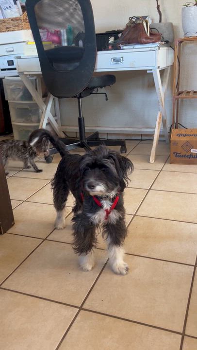 Enlarge Mirta , a ADOPTABLE mixed breed in San Diego, CA video 5/5