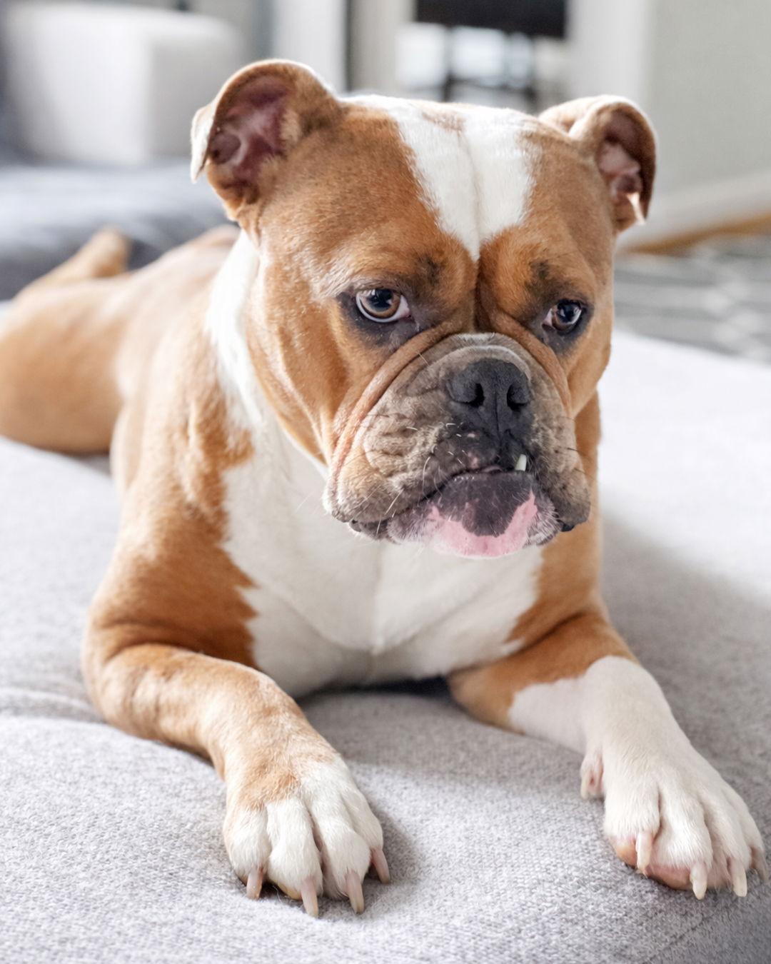 Enlarge Carmela Soprano, a Adoptable English Bulldog in Sudbury, MA image 3/3