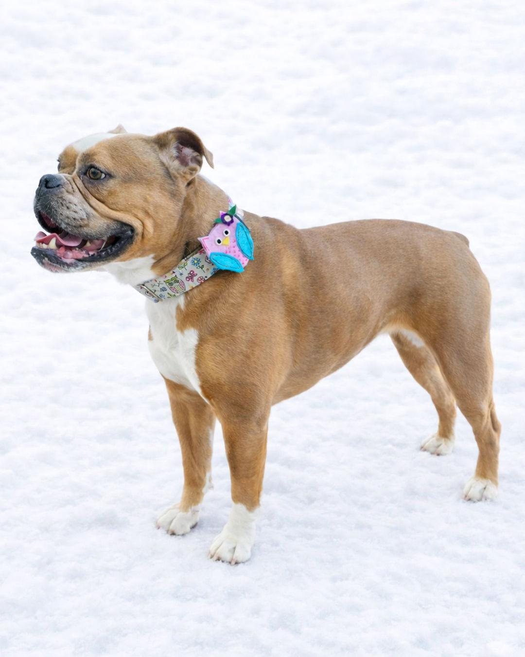 Enlarge Carmela Soprano, a Adoptable English Bulldog in Sudbury, MA image 2/3