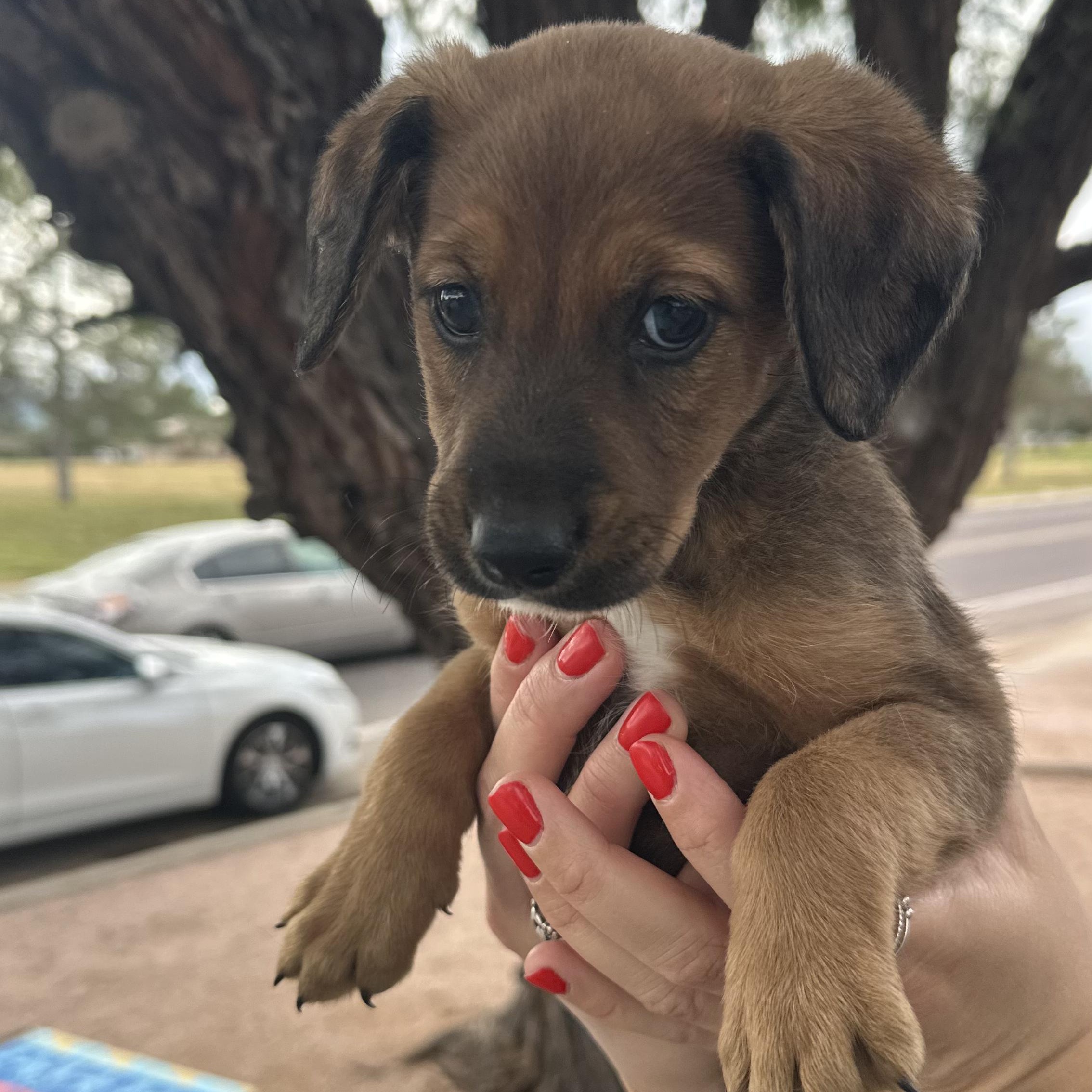 Ivan, an adopted mixed breed in Scottsdale, AZ image 4/4