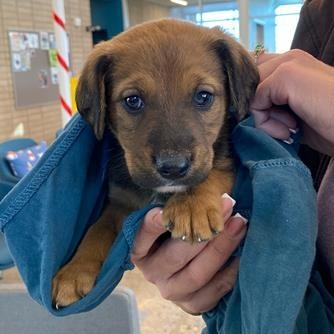 Ivan, adopted, Puppy Male Miniature Dachshund & Chihuahua.