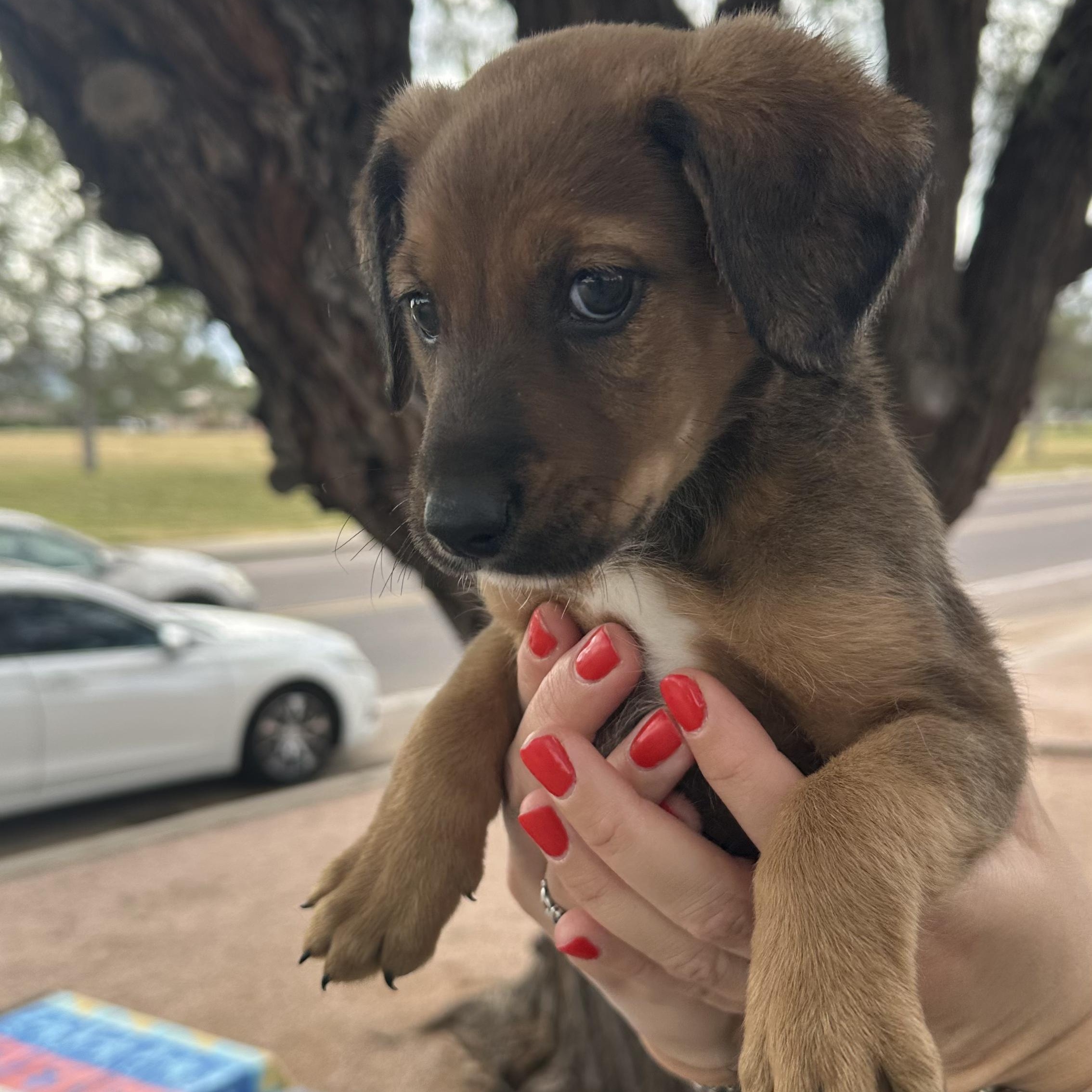 Ivan, an adopted mixed breed in Scottsdale, AZ image 3/4