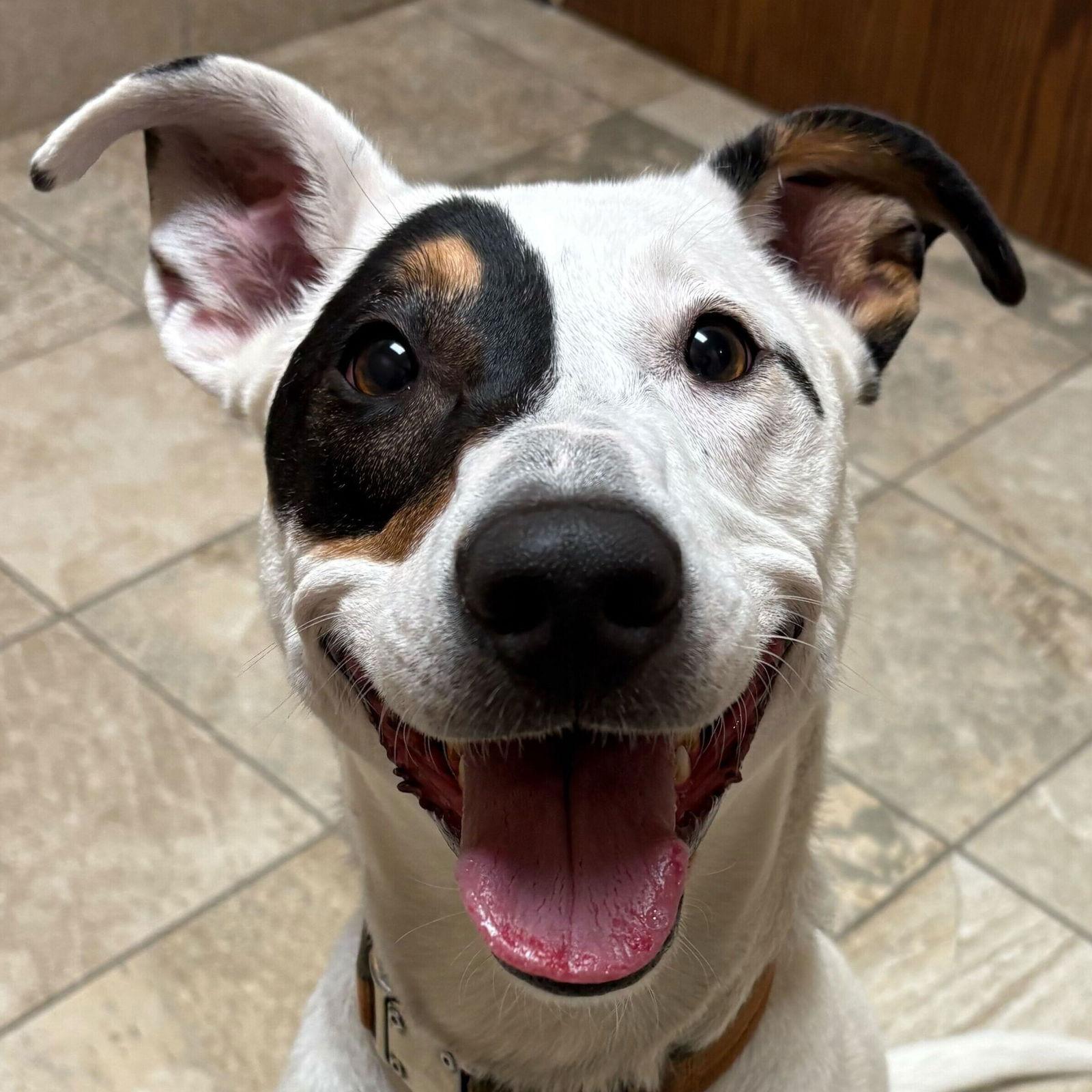 Enlarge Agave, an adopted Labrador Retriever in Jefferson, WI image 1/3