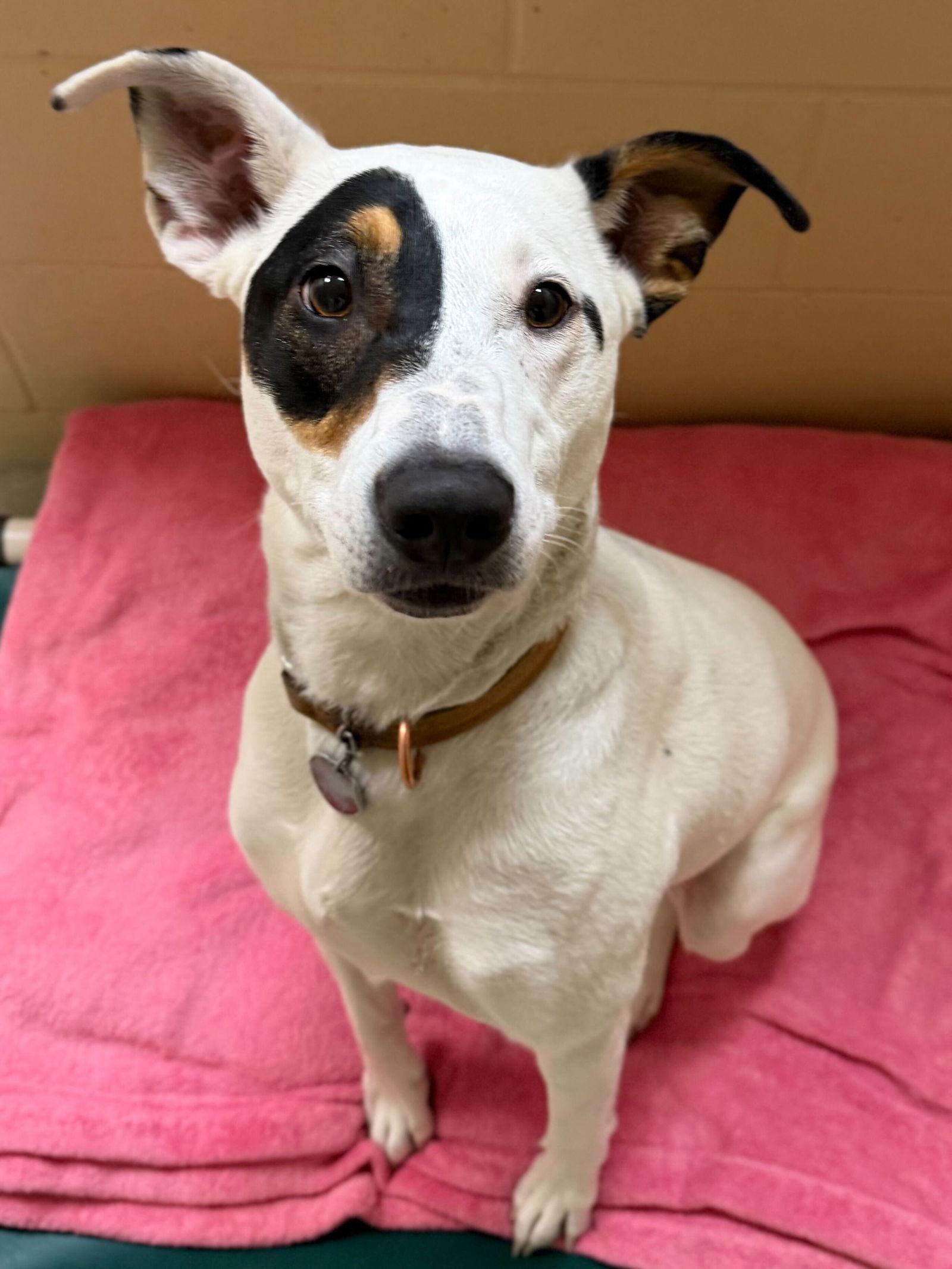 Enlarge Agave, an adopted Labrador Retriever in Jefferson, WI image 2/3