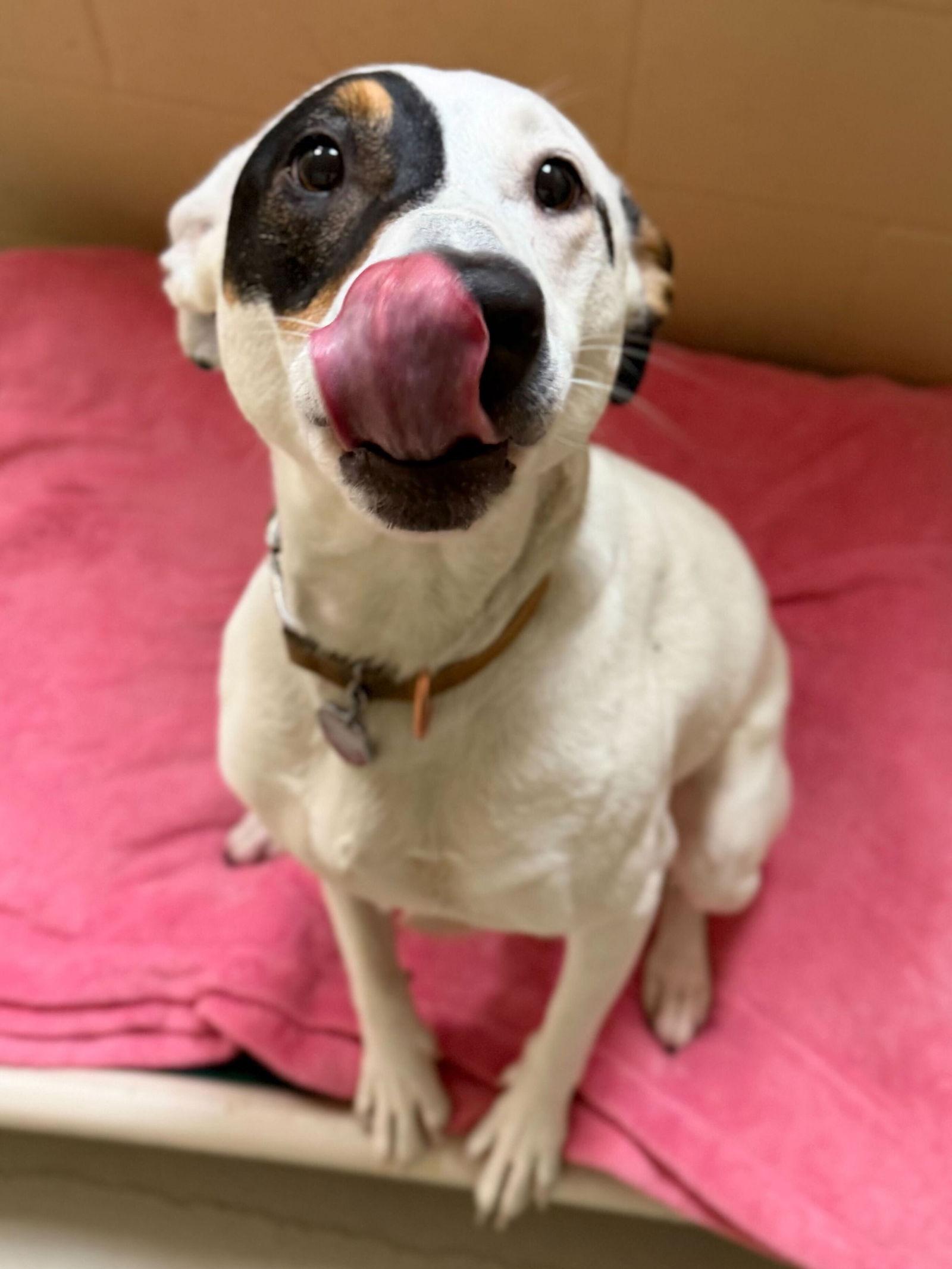 Enlarge Agave, an adopted Labrador Retriever in Jefferson, WI image 3/3