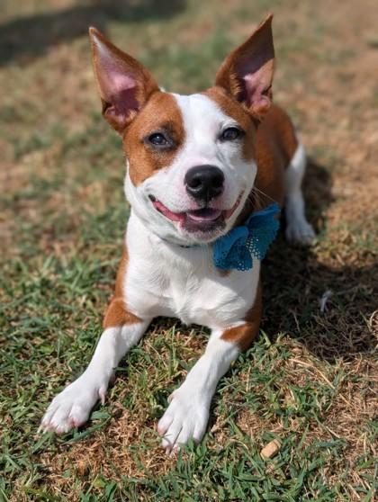Karen, adopted, Adult Female Terrier.