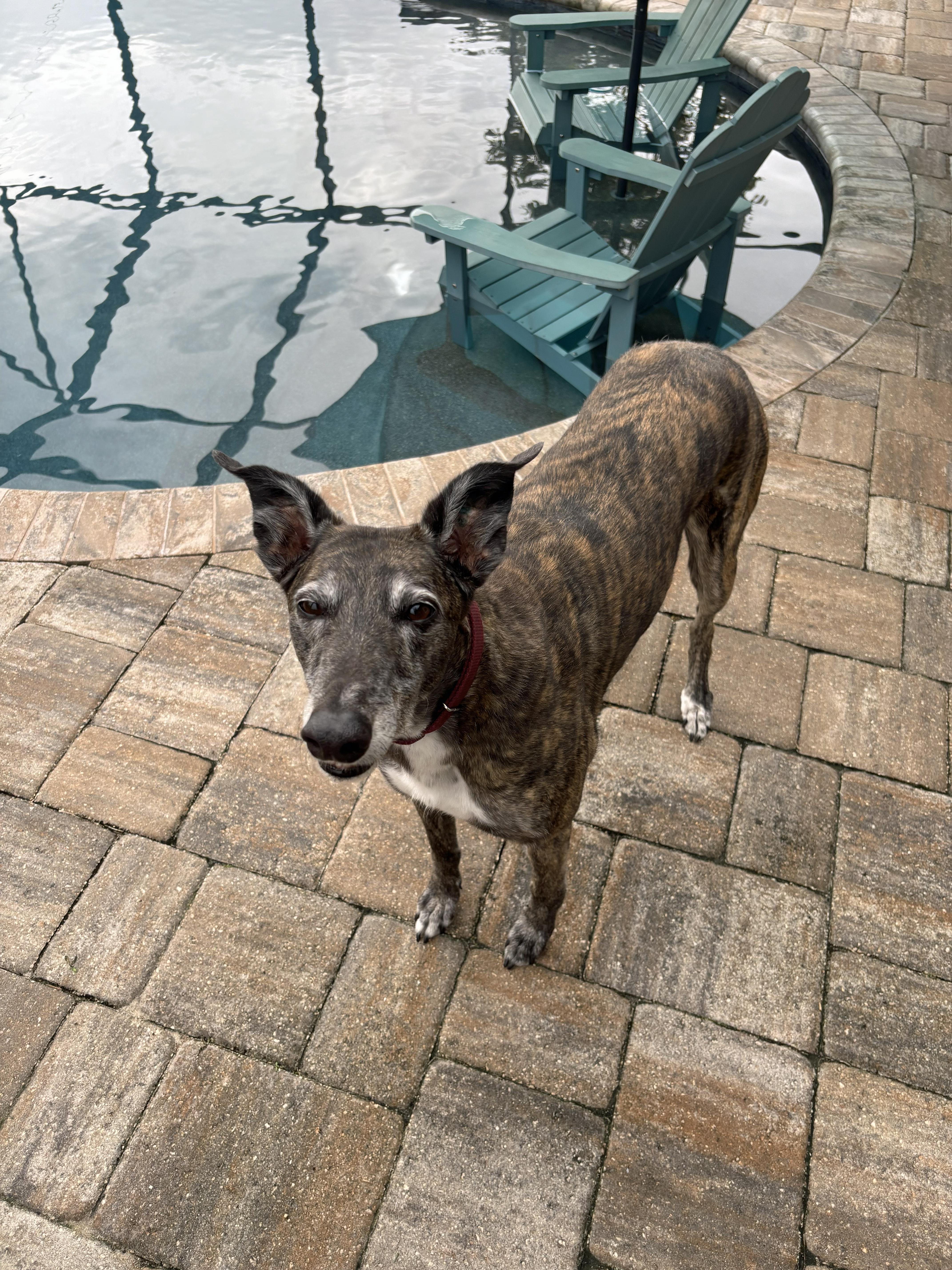 Ajn Kisses - Pending, adoptable, Senior Female Greyhound.