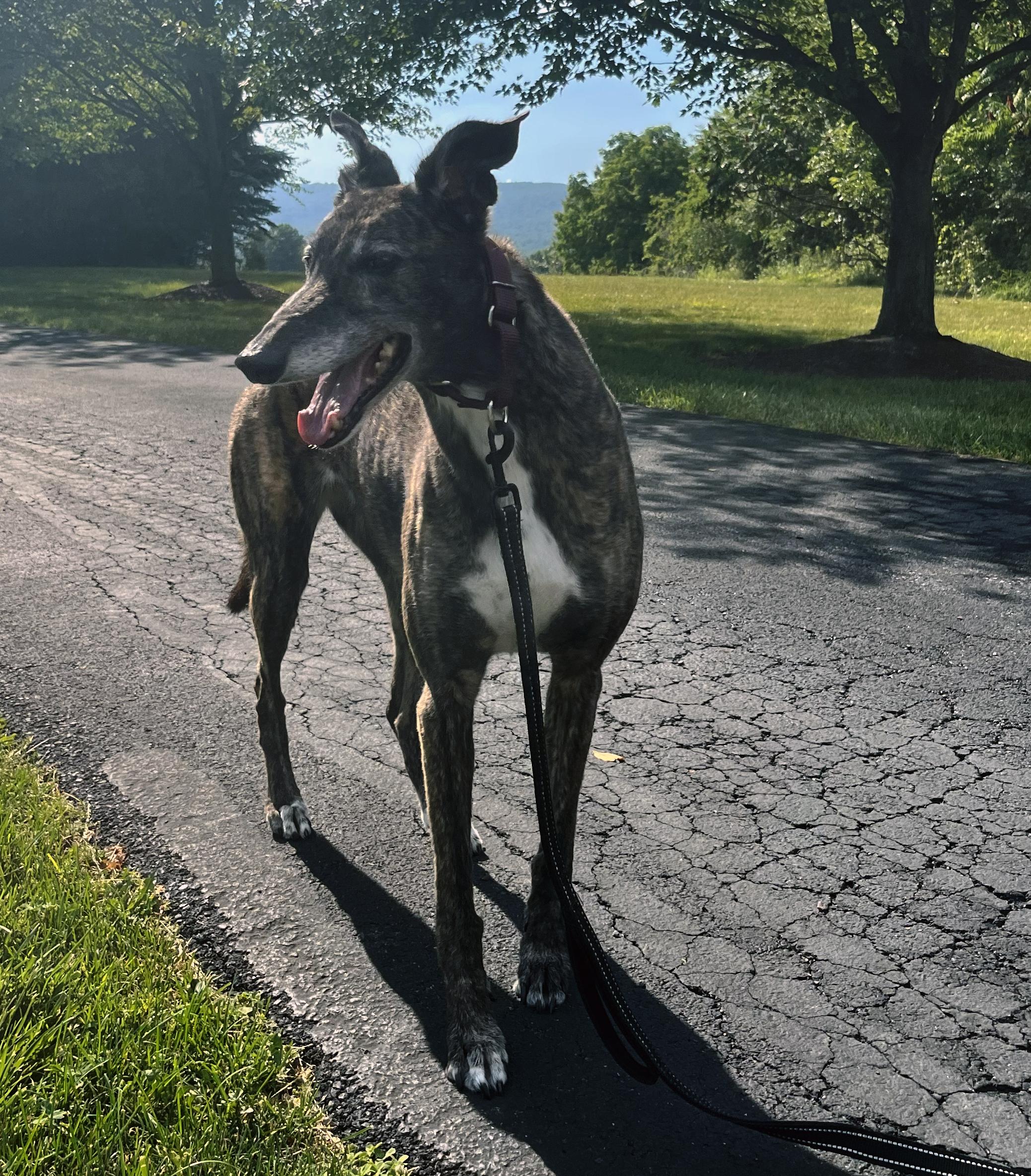 Enlarge Ajn Kisses - Pending, an adoptable Greyhound in Allentown, PA image 2/4