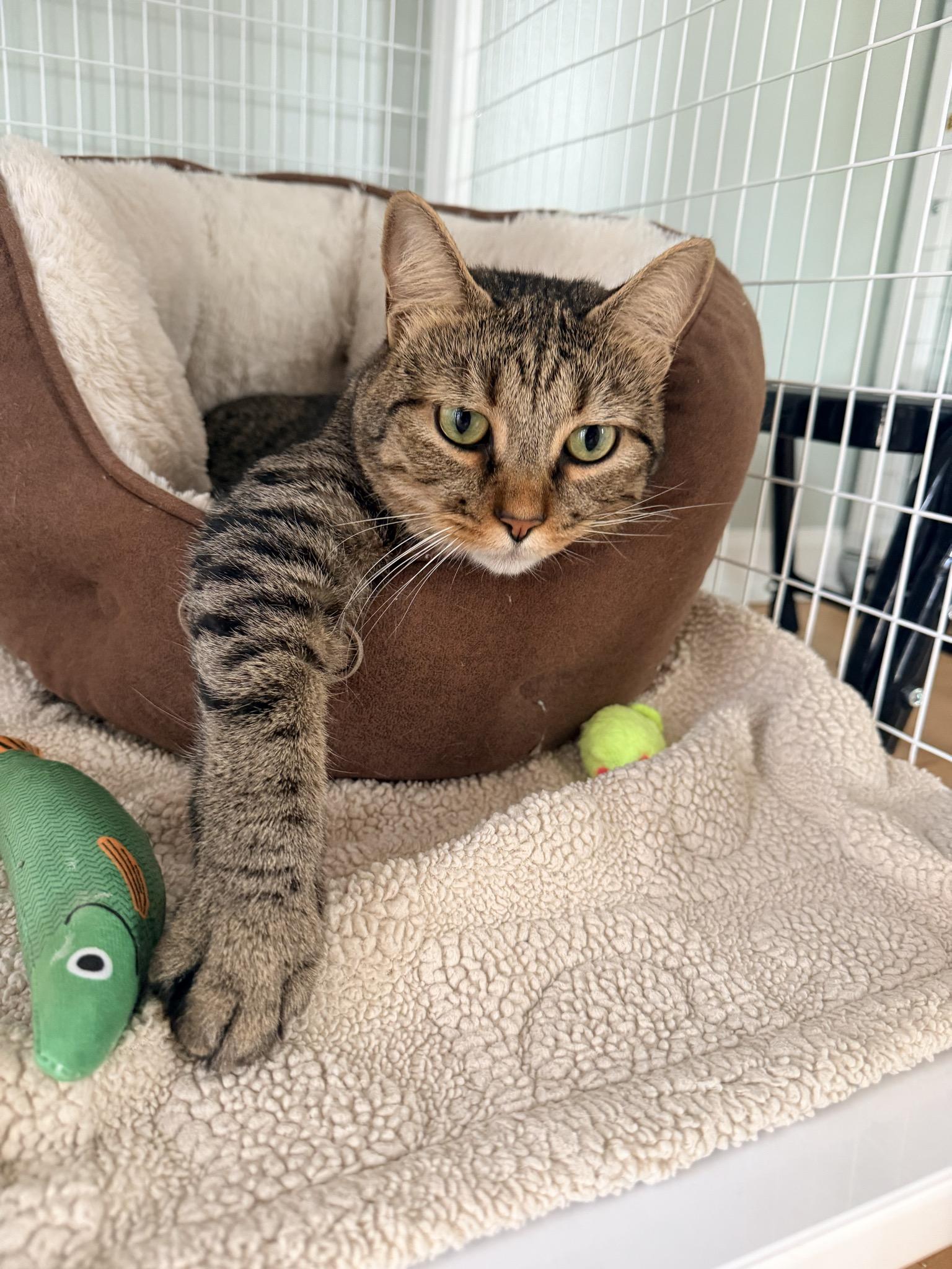 Enlarge Sampson, a ADOPTABLE Tabby in Suffolk, VA image 1/1