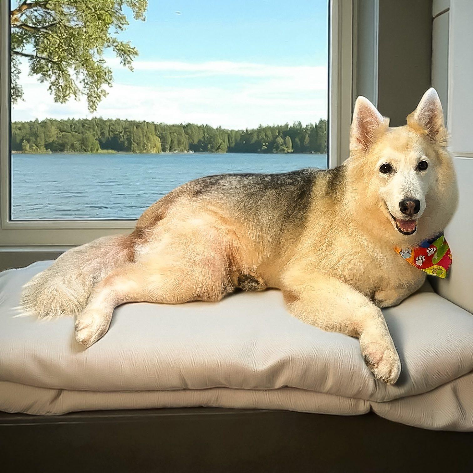 Enlarge Akira, an adopted mixed breed in Winter Springs, FL image 4/4