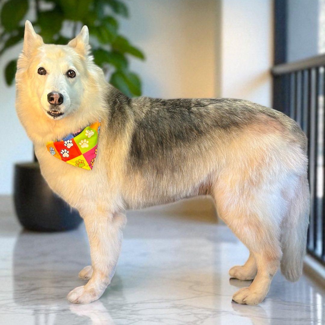 Enlarge Akira, an adopted mixed breed in Winter Springs, FL image 1/4