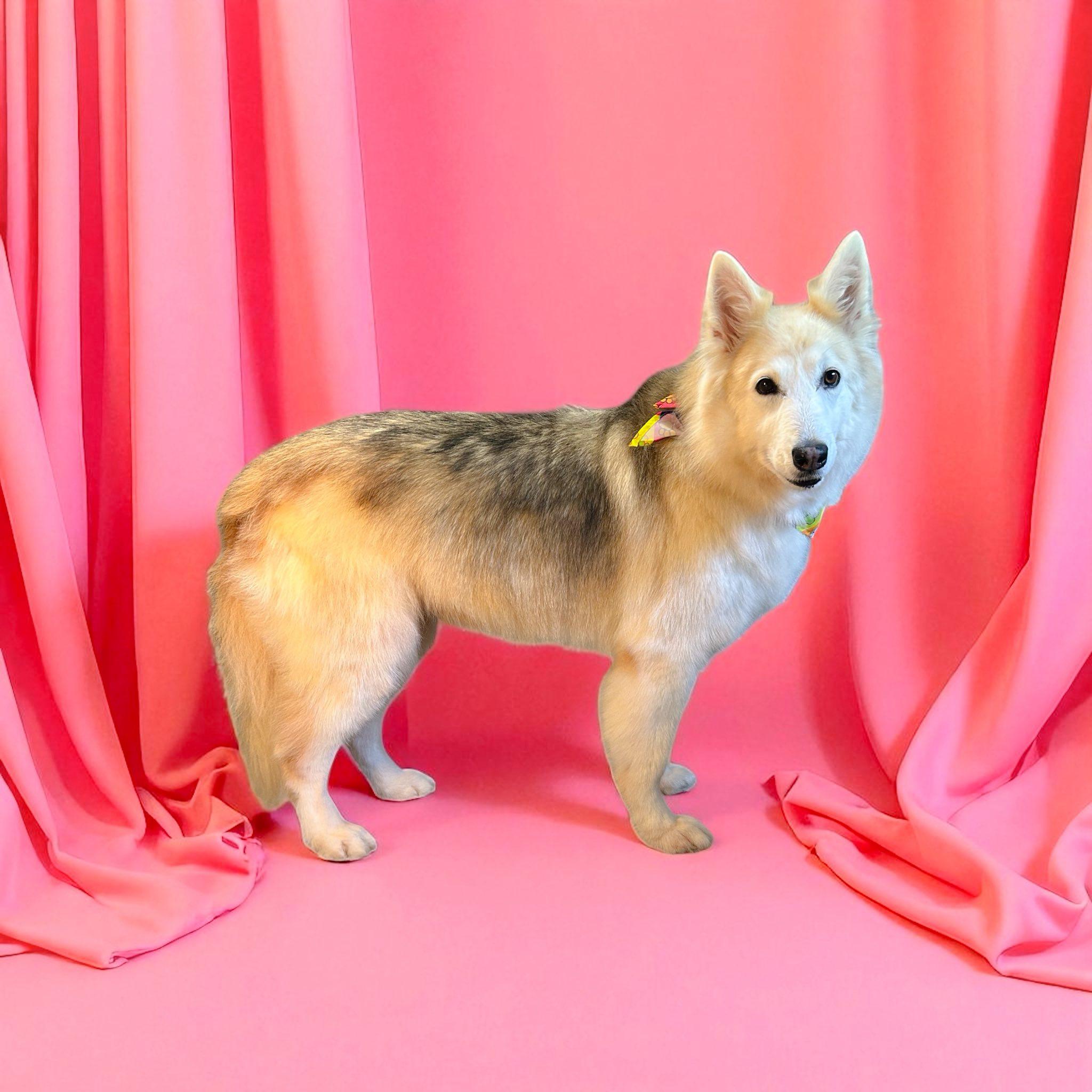 Enlarge Akira, an adopted mixed breed in Winter Springs, FL image 2/4