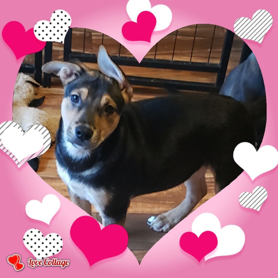 Sabine, Adoptable, Young Female Mixed Breed.