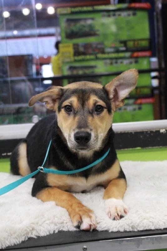 Sabine, a Adoptable Mixed Breed in Olympia, WA image 2/5