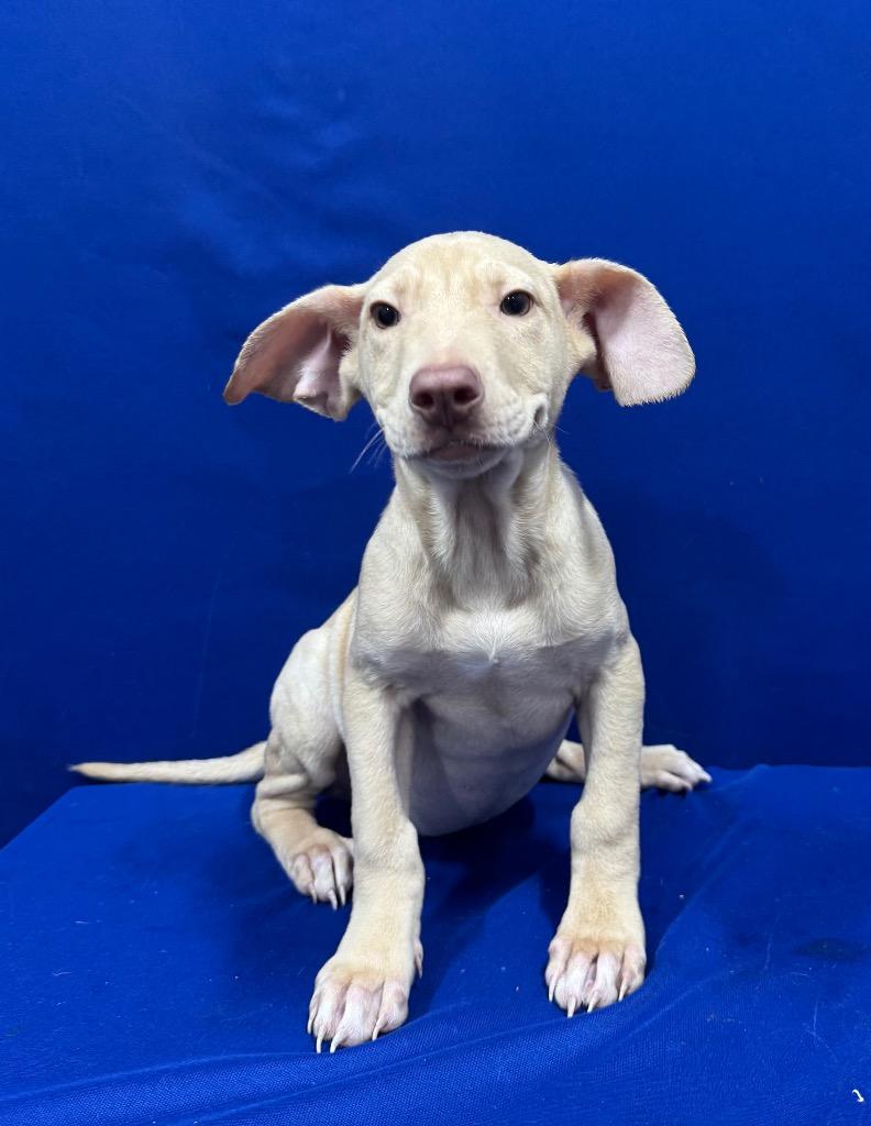Glenda, Adoptable, Puppy Female Mixed Breed.