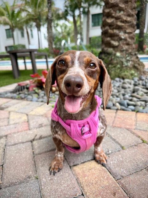 Lucy12, Adoptable, Young Female Dachshund.