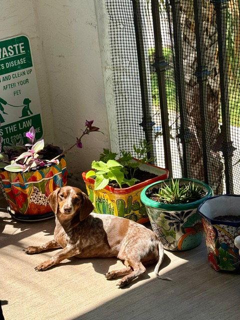 Lucy12, a Adoptable Dachshund in Key Largo, FL image 2/2