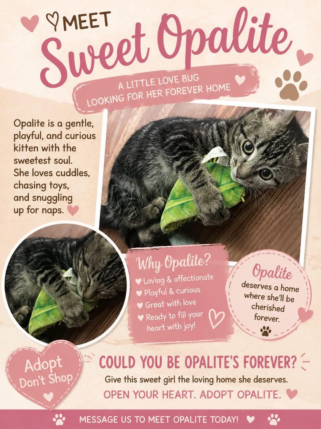 Opalite, a ADOPTABLE Domestic Short Hair in Cambridge, ON image 2/3