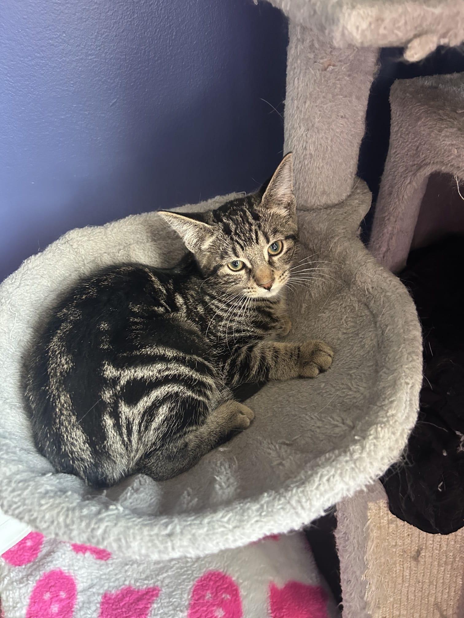 Opalite, a ADOPTABLE Domestic Short Hair in Cambridge, ON image 3/3