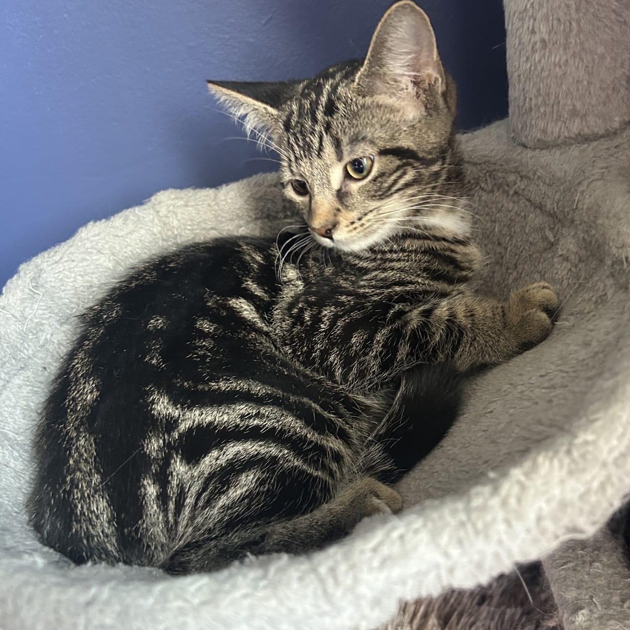 Opalite, a ADOPTABLE Domestic Short Hair in Cambridge, ON image 1/3