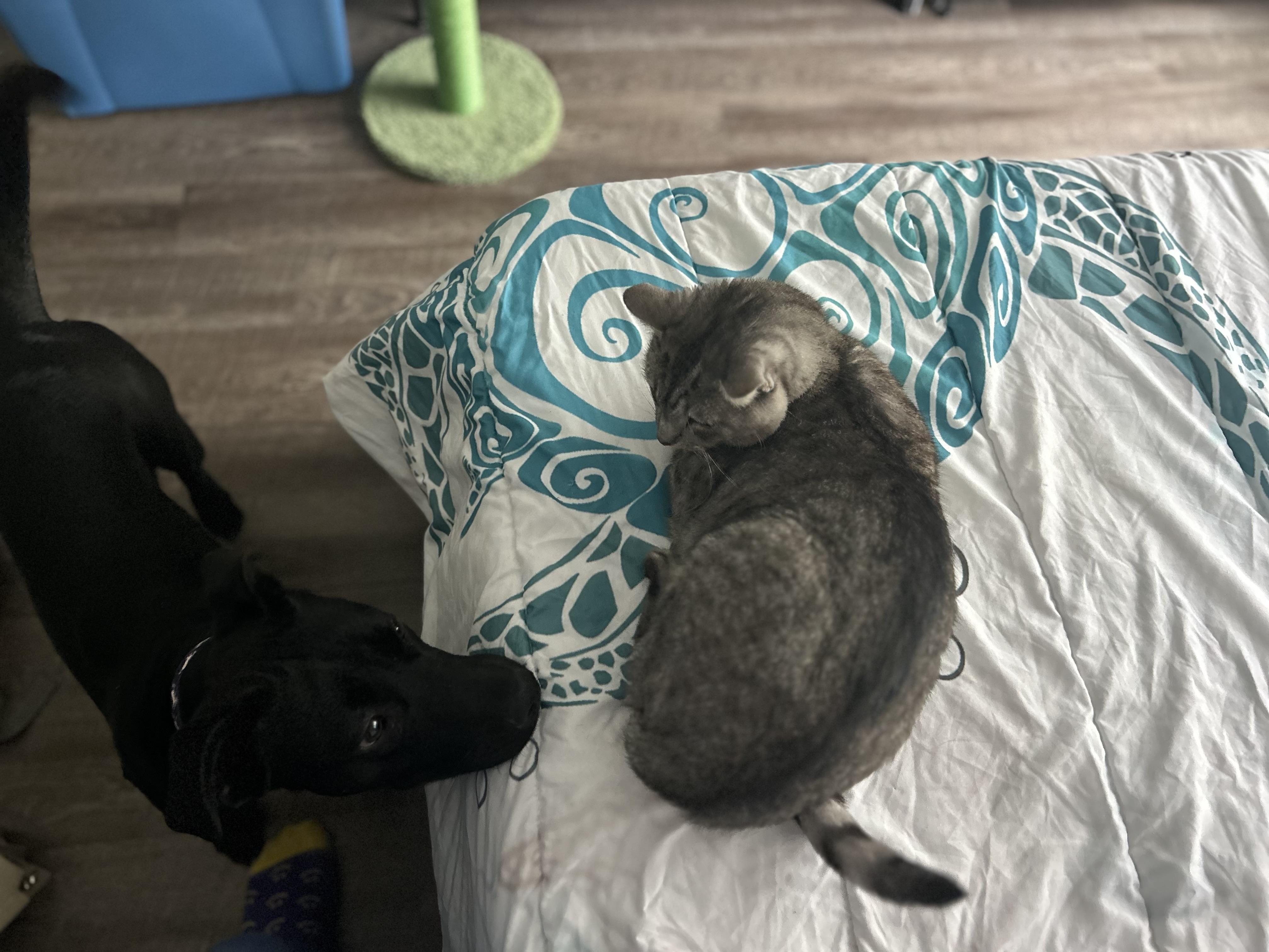 Enlarge Rocky, a Adopted mixed breed in Valley Village, CA image 1/6