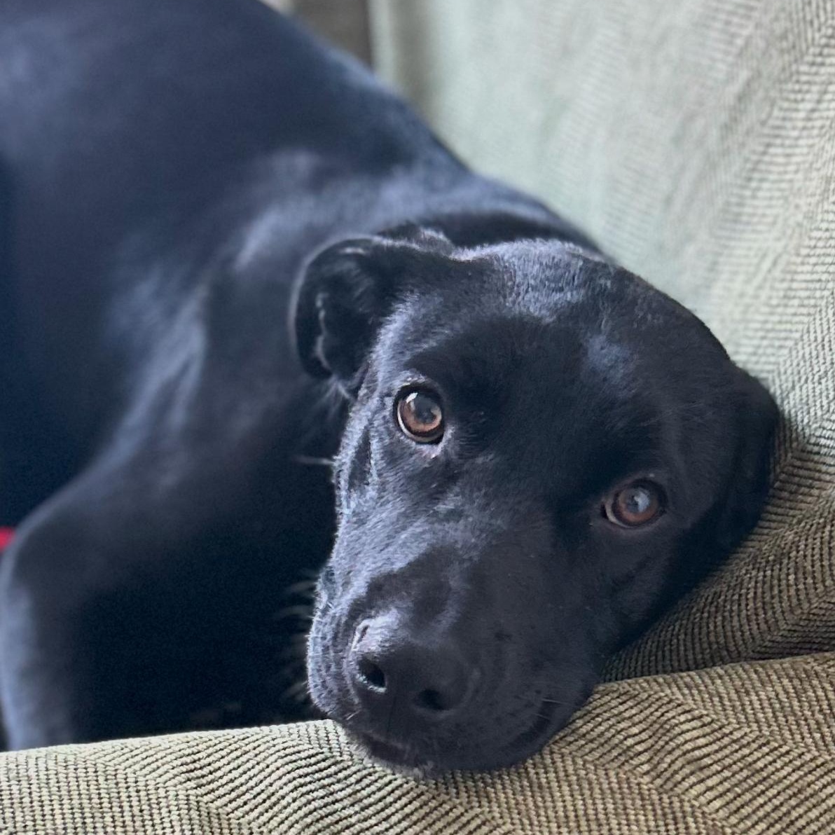 Enlarge Rocky, a Adopted mixed breed in Valley Village, CA image 2/6