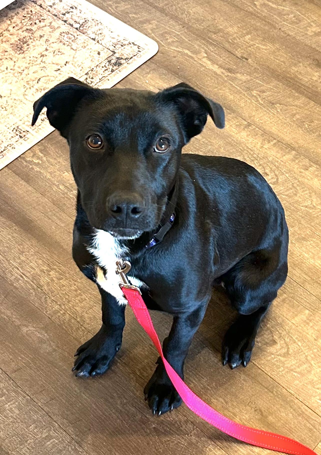 Enlarge Rocky, a Adopted mixed breed in Valley Village, CA image 3/6