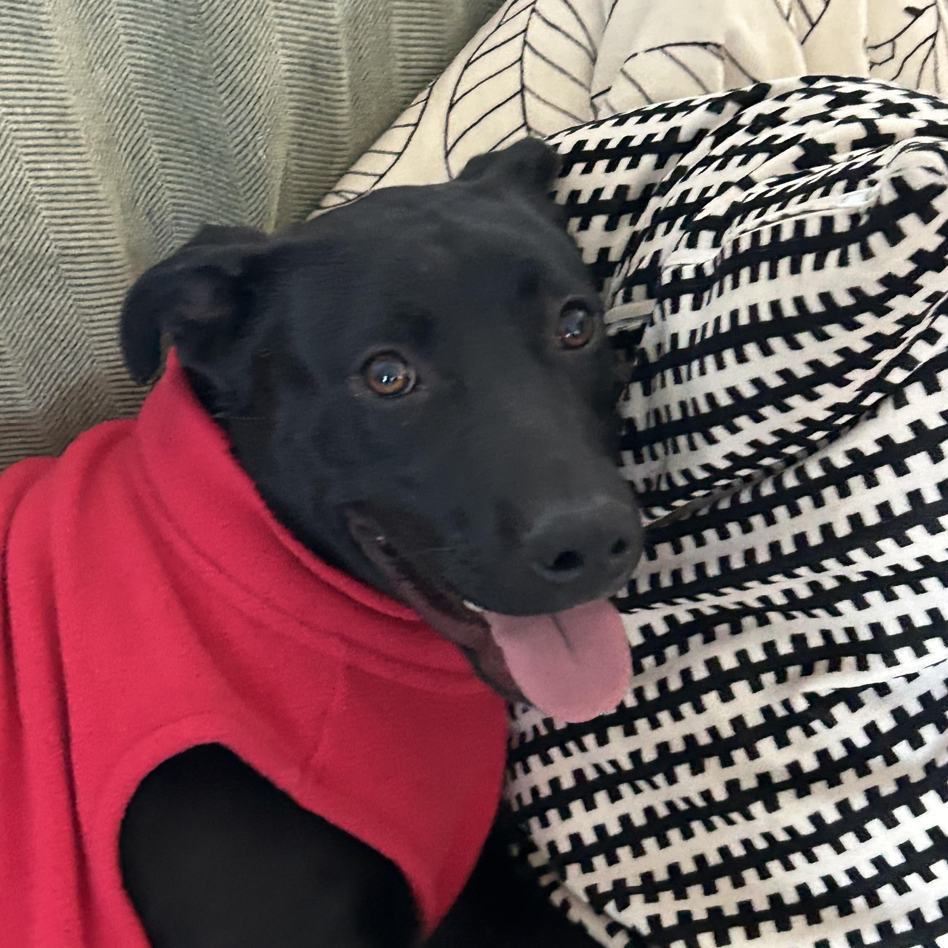 Enlarge Rocky, a Adopted mixed breed in Valley Village, CA image 4/6