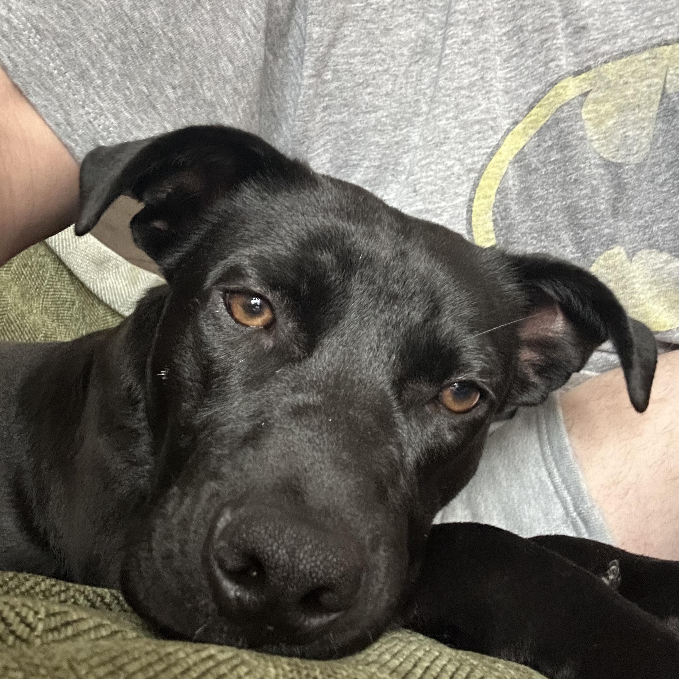 Enlarge Rocky, a Adopted mixed breed in Valley Village, CA image 5/6