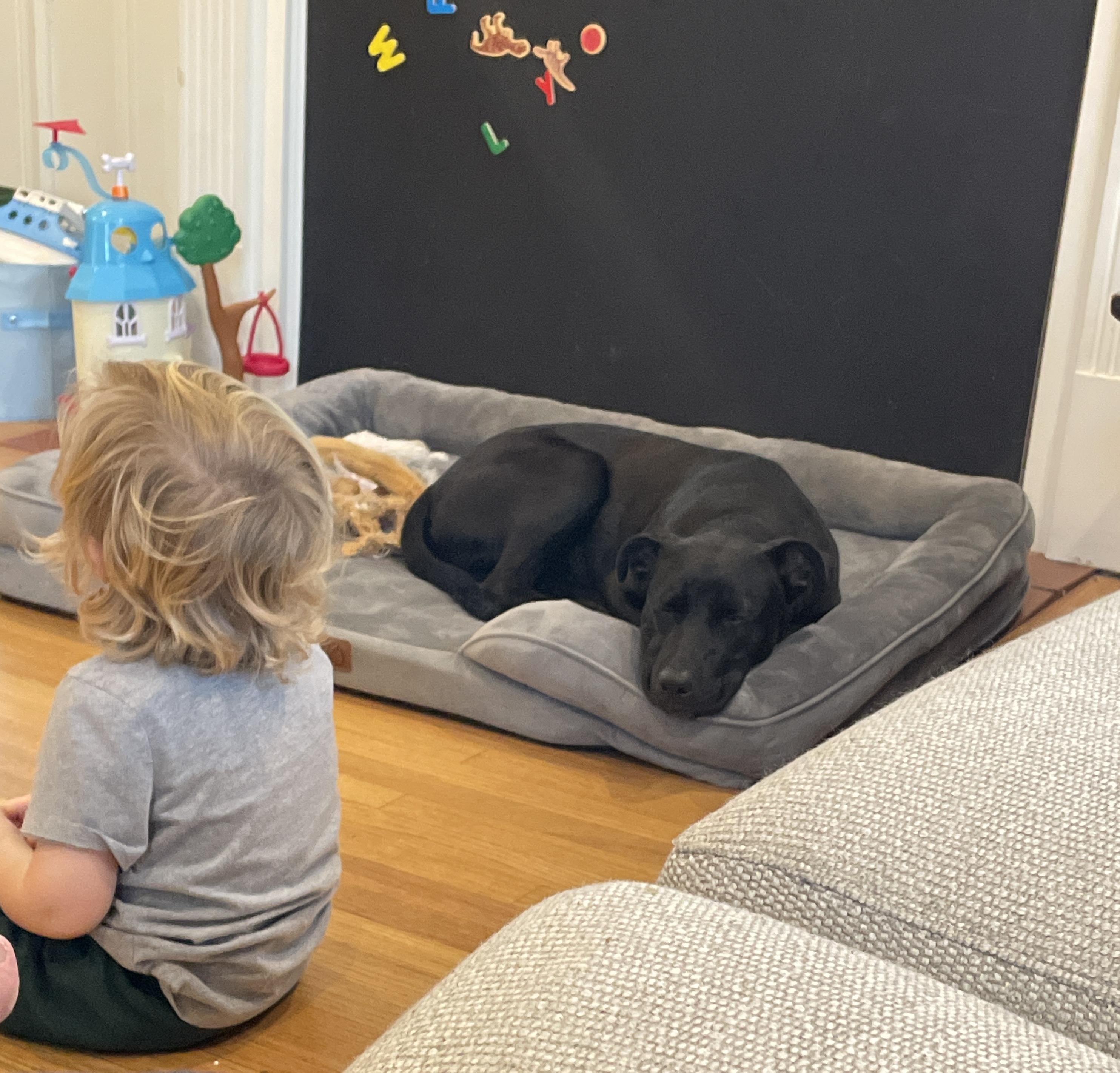 Enlarge Rocky, a Adopted mixed breed in Valley Village, CA image 6/6