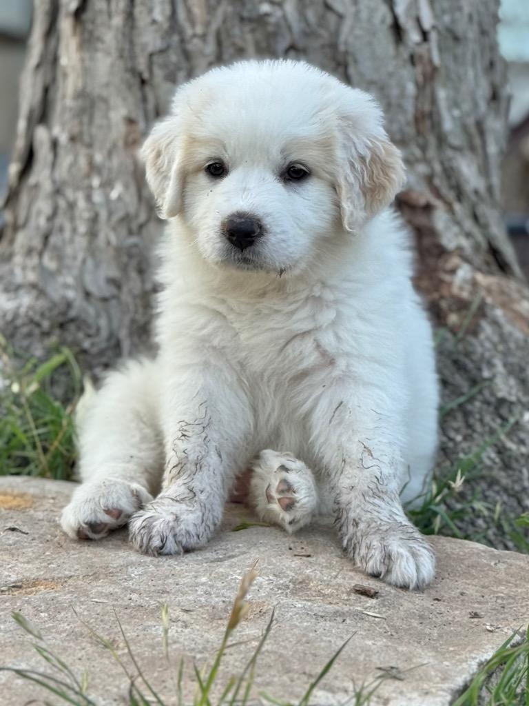 Meatball, Adoptable, Puppy Female Great Pyrenees.