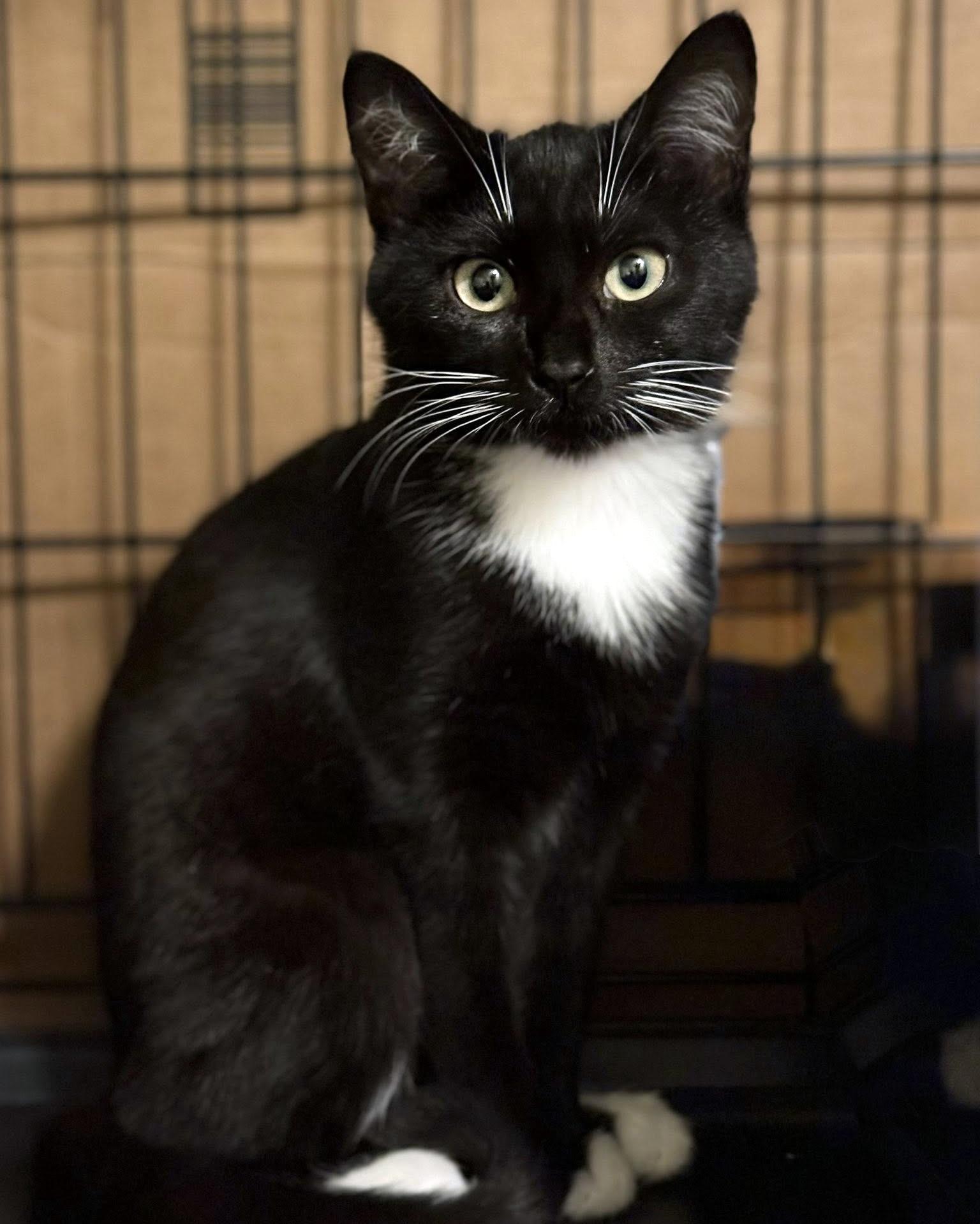 Enlarge Dee & Dennis, a ADOPTABLE Domestic Short Hair in Pittsburgh, PA image 5/6