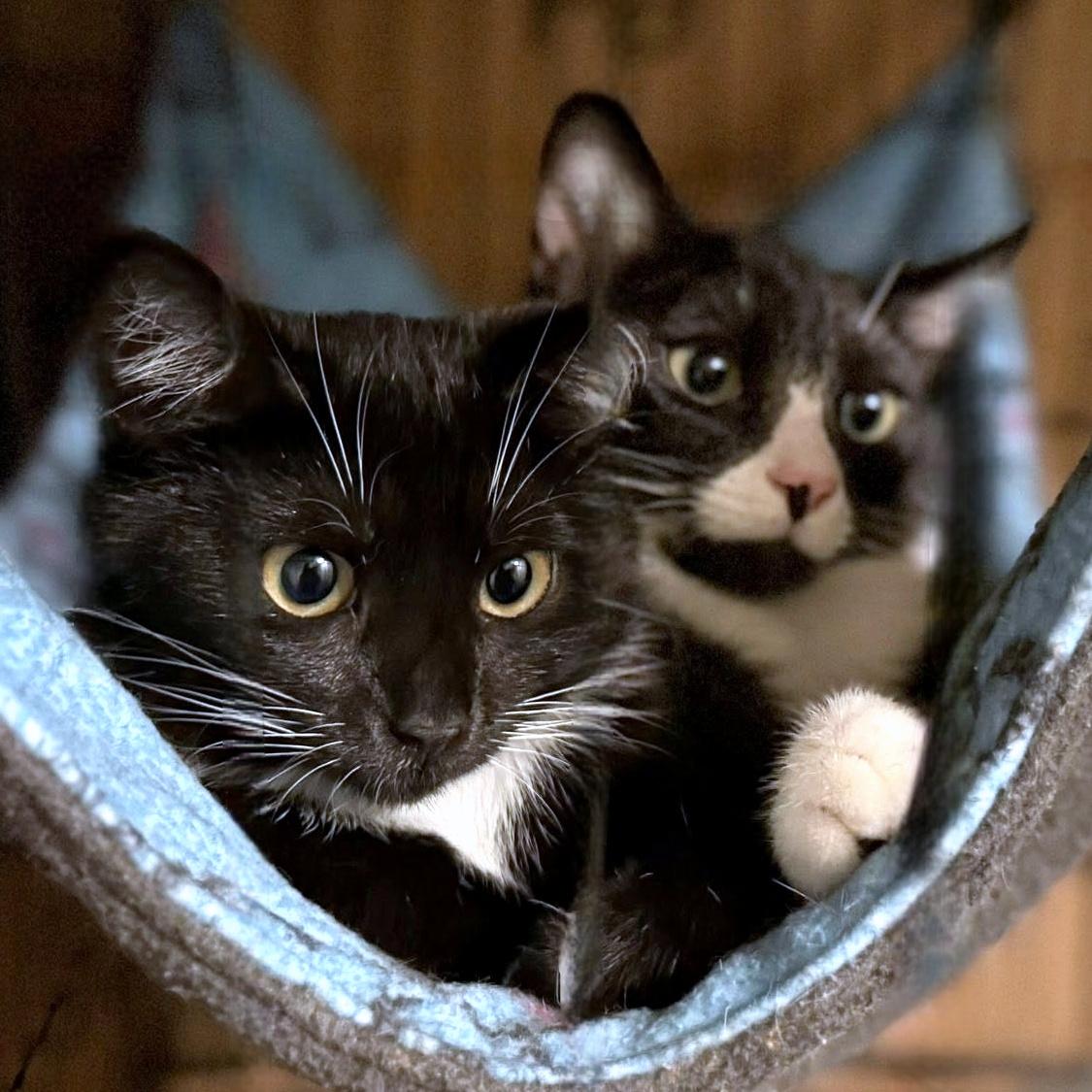 Enlarge Dee & Dennis, a ADOPTABLE Domestic Short Hair in Pittsburgh, PA image 1/6