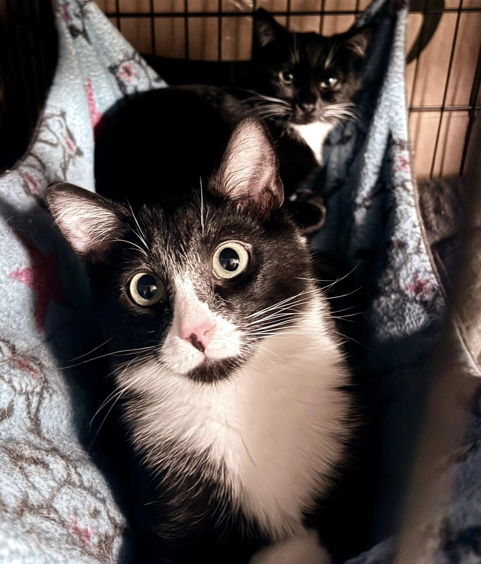 Enlarge Dee & Dennis, a ADOPTABLE Domestic Short Hair in Pittsburgh, PA image 4/6