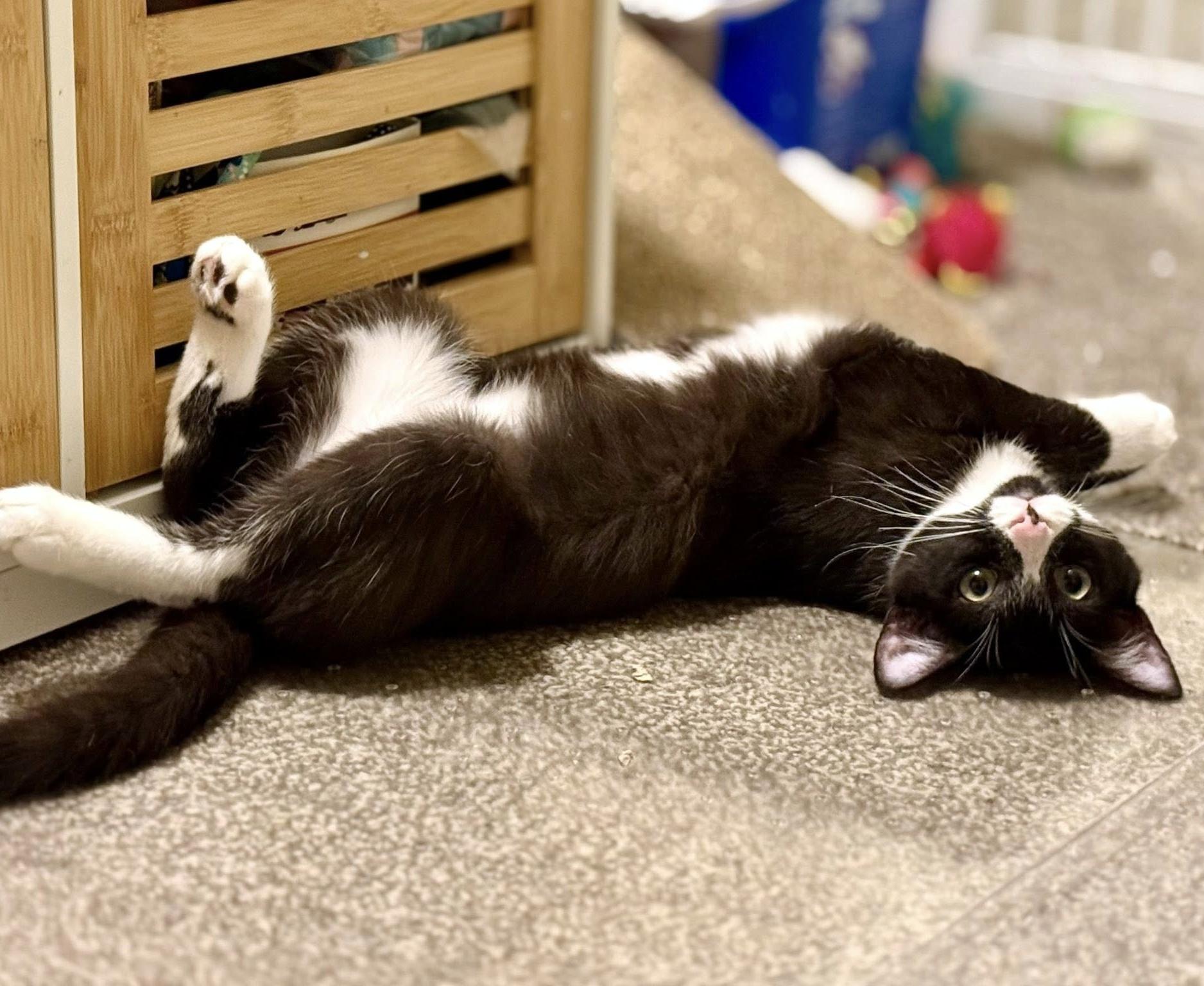 Enlarge Dee & Dennis, a ADOPTABLE Domestic Short Hair in Pittsburgh, PA image 6/6