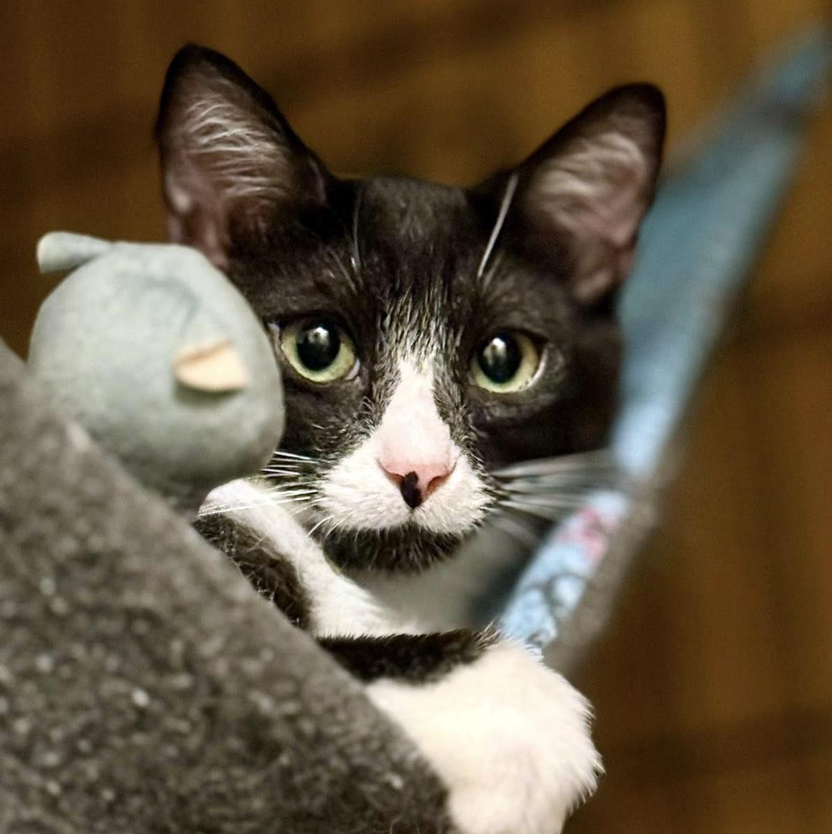 Enlarge Dee & Dennis, a ADOPTABLE Domestic Short Hair in Pittsburgh, PA image 3/6