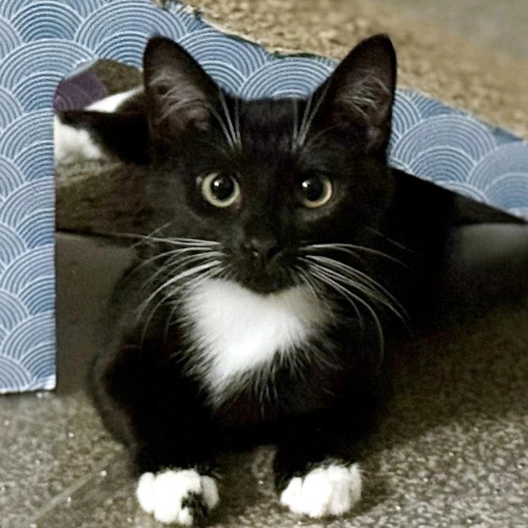 Enlarge Dee & Dennis, a ADOPTABLE Domestic Short Hair in Pittsburgh, PA image 2/6