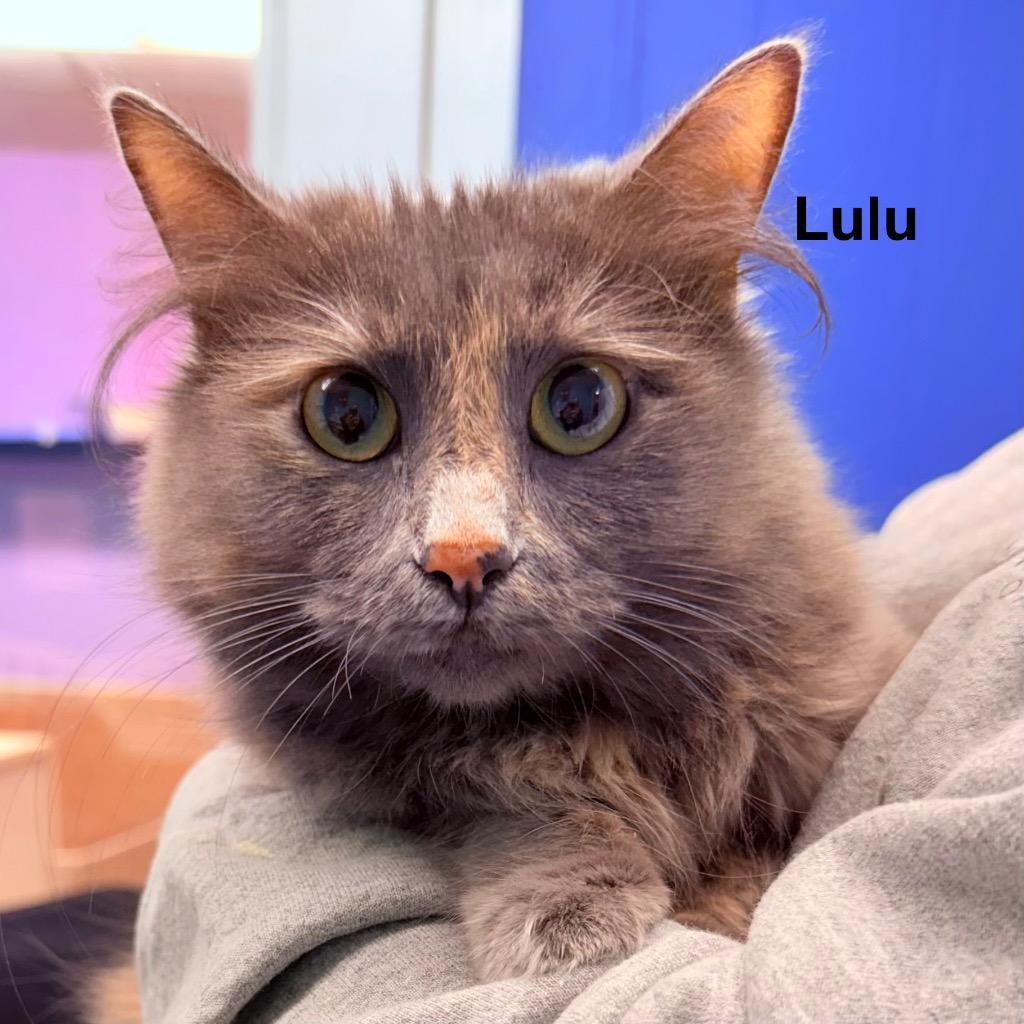 Enlarge Lulu, a Adoptable mixed breed in Utica, MI image 1/1