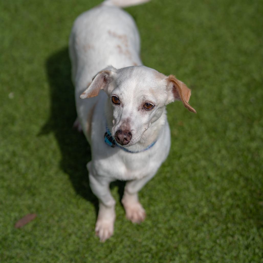 Enlarge Jewel, a Adoptable mixed breed in Gainesville, GA image 1/5